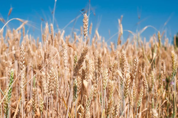 stock image Wheat field, spikelets on the blue sky background