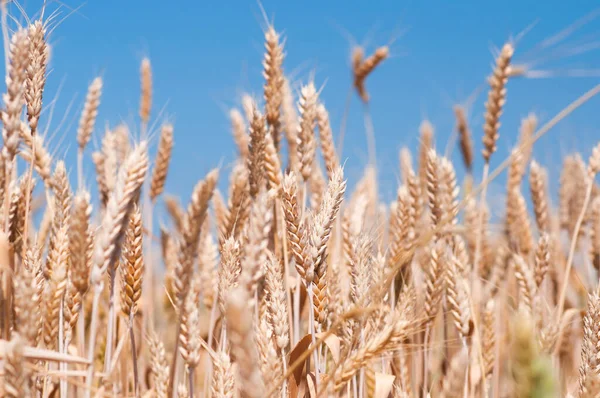 Stock image Wheat field, spikelets on the blue sky background