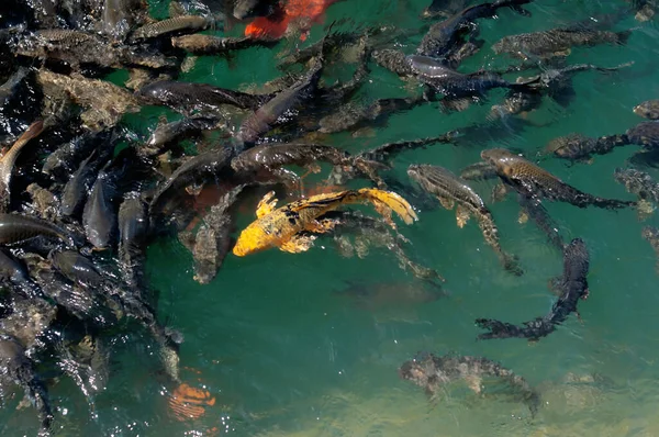 Stock image Carp and golden carp, a lot of fish in the water. Koi