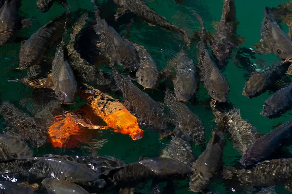 Carpa Carpa Dourada Muitos Peixes Água Koi — Fotografia de Stock