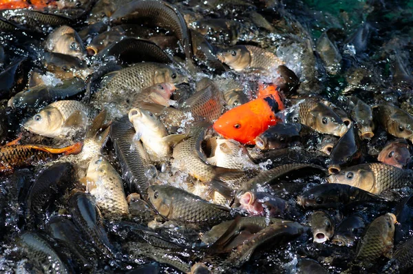 Carpa Carpa Dorata Sacco Pesce Acqua Koi — Foto Stock