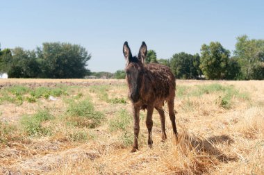 Ass, hack, serf farm animal in Uzbekistan