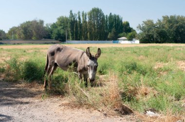 Ass, hack, serf farm animal in Uzbekistan