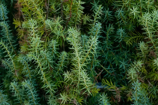 Fir Tree Background Evergreen Prickly Closeup — Stock Photo, Image