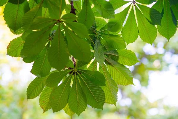 Φύλλα Κάστανου Πράσινο Φόντο Φύση Οικολογία — Φωτογραφία Αρχείου