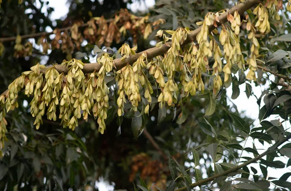 Çinde Fasulye Olan Kül Ağacı Autumun Meyveli Fraxinus Ornus — Stok fotoğraf