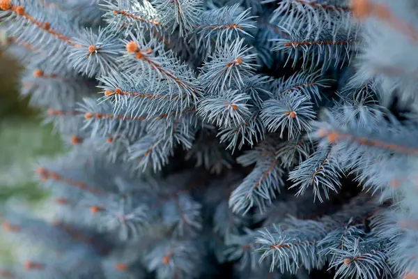 Fir Δέντρο Closeup Αειθαλές Φόντο Χριστούγεννα Νέο Έτος — Φωτογραφία Αρχείου