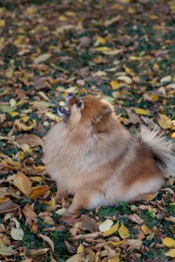 Spitz köpeği sonbahar parkında yürür, düşer. Dost canlısı.