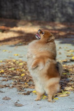 Sonbahar parkında Spitz köpek dansı, sonbahar. Dost canlısı.