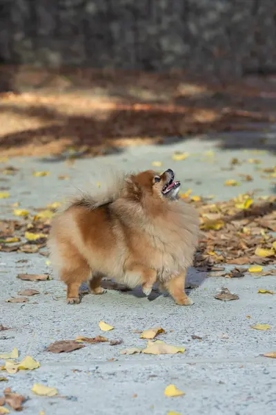 Spitz dog walks in autumn park, fall. Friendly pet