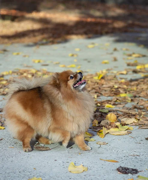 Spitz dog dancing in autumn park, fall. Friendly pet