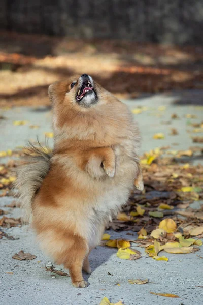 Spitz dog dancing in autumn park, fall. Friendly pet