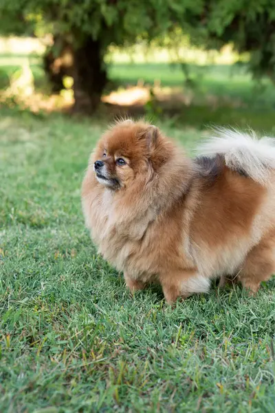 Spitz, parkta gezen dost canlısı köpek.