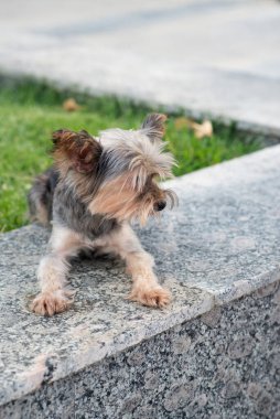 Yorkshire Teriyeri, yaşlı köpek dışarıda yürüyor.