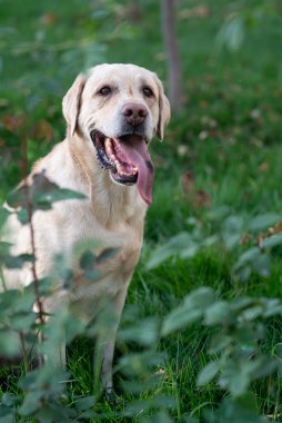 Köpek, beyaz labrador parkta yürüyor, yaz, yeşil çimen arka plan