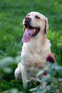 Köpek, beyaz labrador parkta yürüyor, yaz, yeşil çimen arka plan