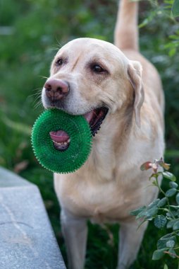 Köpek, beyaz labrador parkta yürüyor, yaz, yeşil çimen arka plan