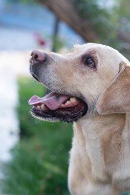 Köpek, beyaz labrador parkta yürüyor, yaz, yeşil çimen arka plan