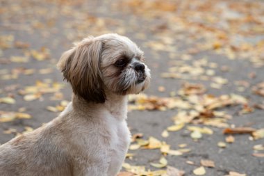 Shih tzu köpeği sonbahar yapraklarıyla sonbahar parkında yürüyor.