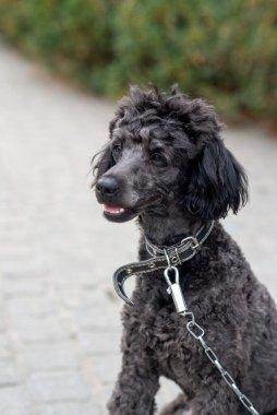 Küçük siyah kaniş, evcil hayvan, dost canlısı köpek. Açık hava.