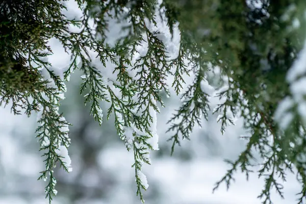 Thuja with snow and frozen drops, evergreen background, closeup. Fir tree