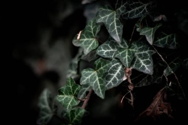 İngiliz Sarmaşığı (Hedera helix). Sıradan bir sarmaşık duvarı.