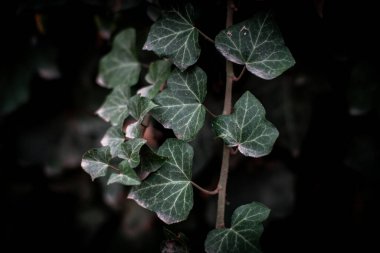 İngiliz Sarmaşığı (Hedera helix). Sıradan bir sarmaşık duvarı.