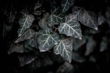 İngiliz Sarmaşığı (Hedera helix). Sıradan bir sarmaşık duvarı.