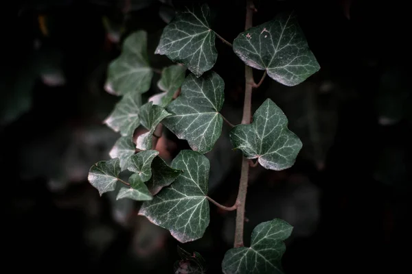 English Ivy (Hedera helix). A wall of common ivy.