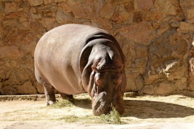 Hipopotam, Afrika vahşi hayvan yürüyüşü. Su Aygırı