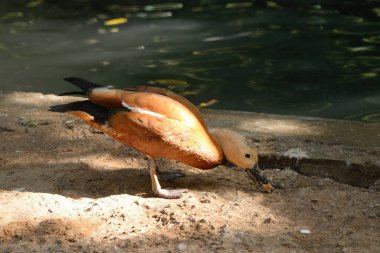 Ruddy Shelduck, Tadorna ferruginea orange-brown body duck. Feeding, eating clipart