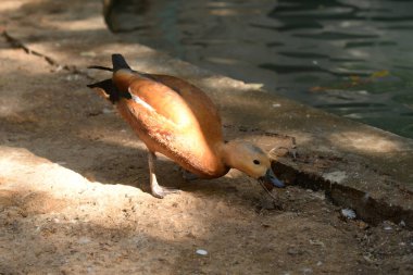 Ruddy Shelduck, Tadorna ferruginea orange-brown body duck. Feeding, eating clipart