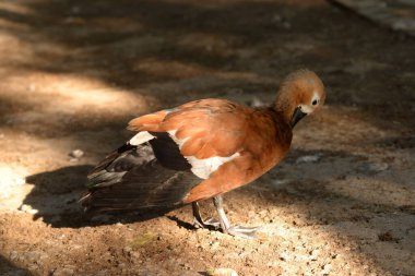 Ruddy Shelduck, Tadorna ferruginea turuncu-kahverengi vücut ördeği