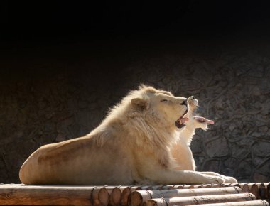 Aslan ve dişi aslan birlikte esniyorlar.