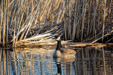 Göl Kanada Kazı (branta canadensis)