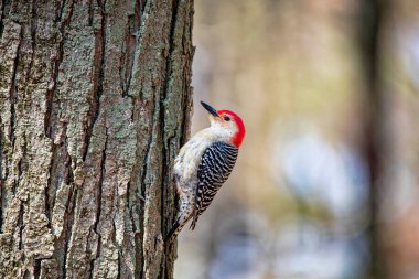 Parktaki kırmızı reddedilmiş ağaçkakan (Melanerpes carolinus).