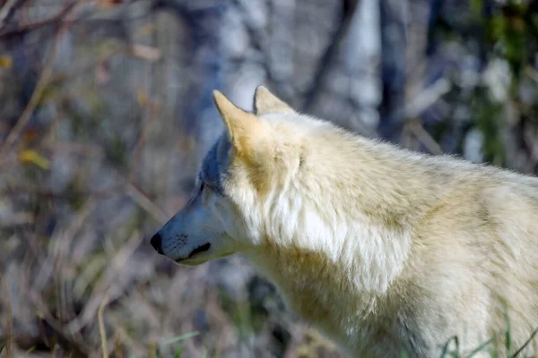 Lobo Norte Americano Canis Lupus — Fotografia de Stock