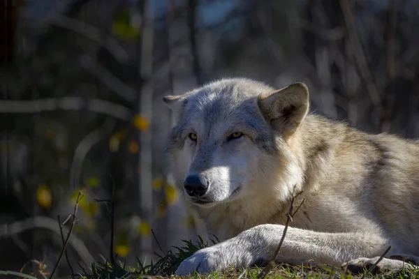 Ein Nordamerikanischer Wolf Canis Lupus — Stockfoto