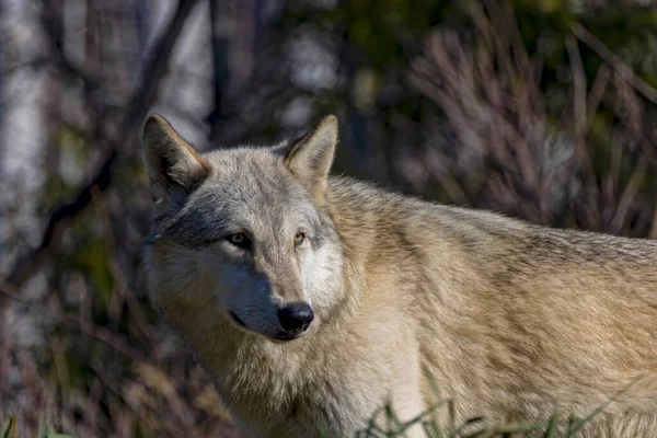 Severoamerický Vlk Canis Lupus — Stock fotografie