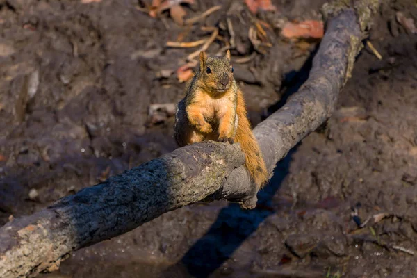 Das Fuchshörnchen Sciurus Niger Ist Die Größte Nordamerika Beheimatete Baumhörnchenart — Stockfoto