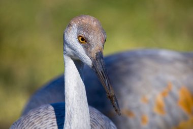Kum tepesi vinci (Antigone canadensis) yiyecek toplarken kafanın ayrıntıları