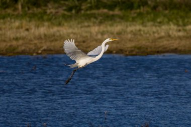 Büyük balıkçıl (Ardea alba) ava çıktı. Bu kuş aynı zamanda balıkçıl, büyük balıkçıl, büyük beyaz balıkçıl veya büyük balıkçıl olarak da bilinir..
