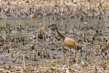 Gençlerle birlikte kum tepesi vinci (Antigone canadensis). Bu kuş Kuzey Amerika 'ya özgü iki turna türünden biridir.