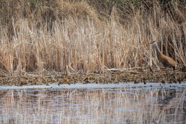 Gençlerle birlikte kum tepesi vinci (Antigone canadensis). Bu kuş Kuzey Amerika 'ya özgü iki turna türünden biridir.