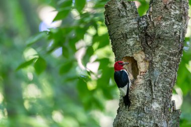 Ağaçtaki kızıl başlı ağaçkakan (Melanerpes eritrocephalus) yuva boşluğunda yuvalanmanın başlangıcında