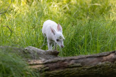 Rare white deer. Natural scene from conservation area in Wisconsin.
