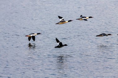 Flock of common merganser in flight
