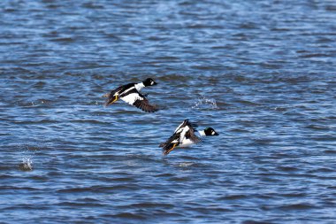 The common goldeneye (Bucephala clangula) in flight