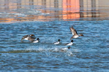 The common goldeneye (Bucephala clangula) in flight
