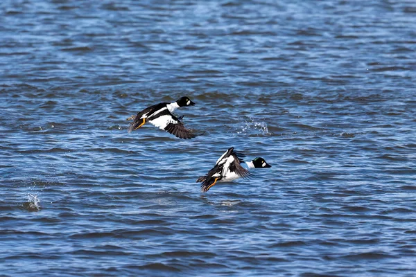 The common goldeneye (Bucephala clangula) in flight
